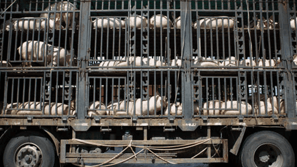 How to Safely Transport Domestic Animals in Commercial Vehicles: Rules & Best Practices