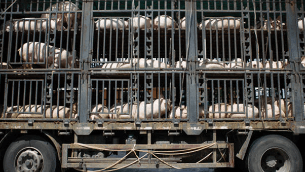 How to Safely Transport Domestic Animals in Commercial Vehicles: Rules & Best Practices